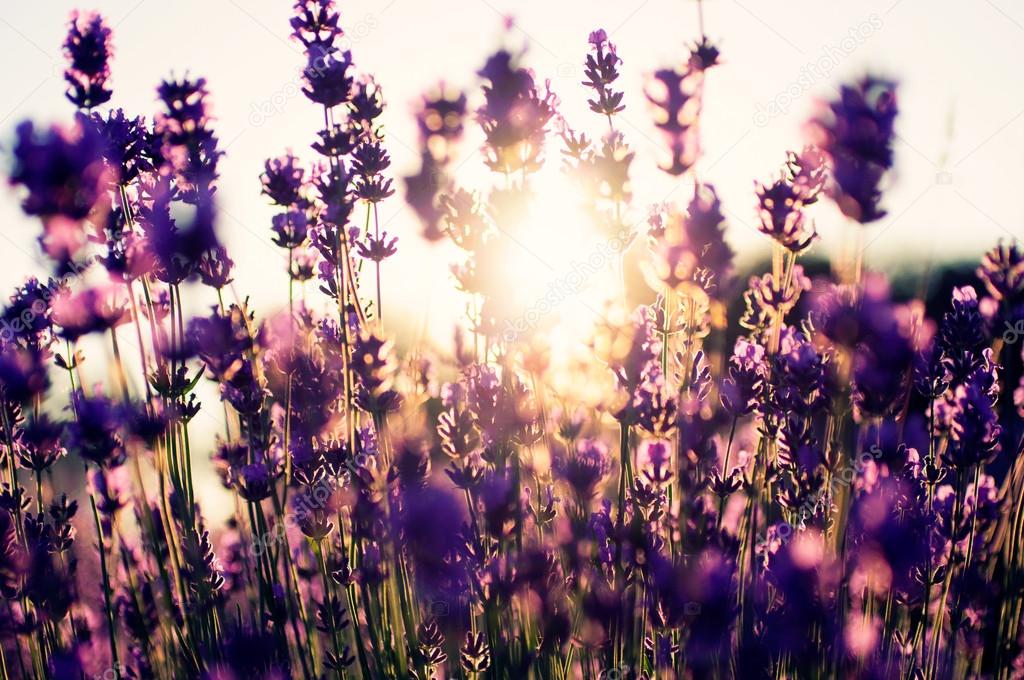 Beautiful detail of a lavender field