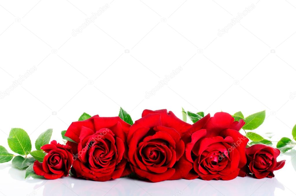 Red roses over white