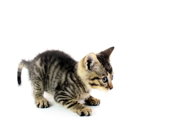 Pequeño gatito gris sobre blanco — Foto de Stock