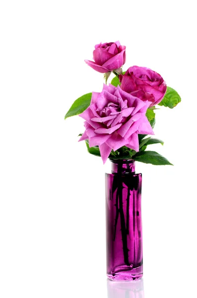Lindas rosas em vaso sobre branco — Fotografia de Stock