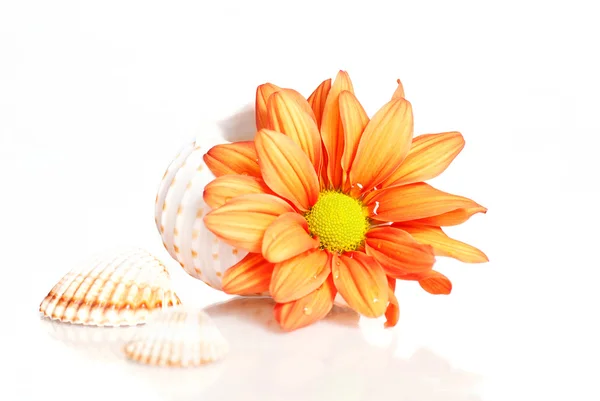 Flor en concha marina aislada sobre fondo blanco —  Fotos de Stock
