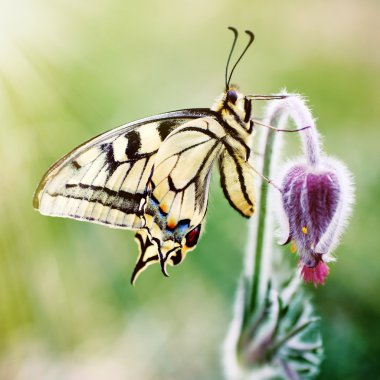 Butterfly on a spring flower clipart