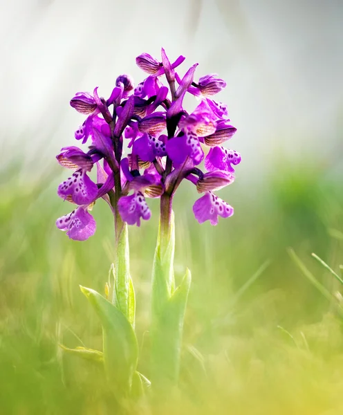 Fleur de printemps sur la prairie — Photo