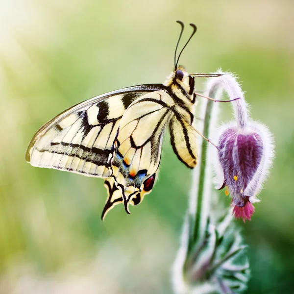 Mariposa en una flor de primavera — Foto de Stock