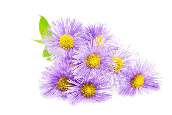 Flor de primavera púrpura sobre blanco —  Fotos de Stock