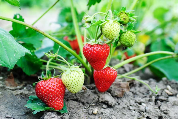 Piante di fragole — Foto Stock