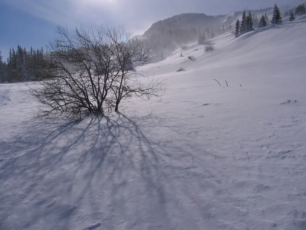 暴雪 — 图库照片