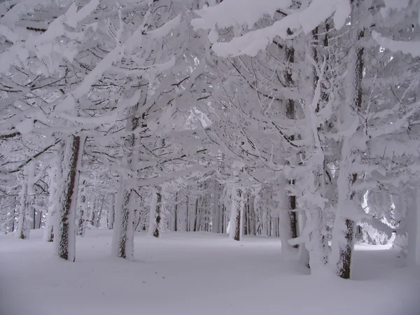 Forêt enneigée — Photo