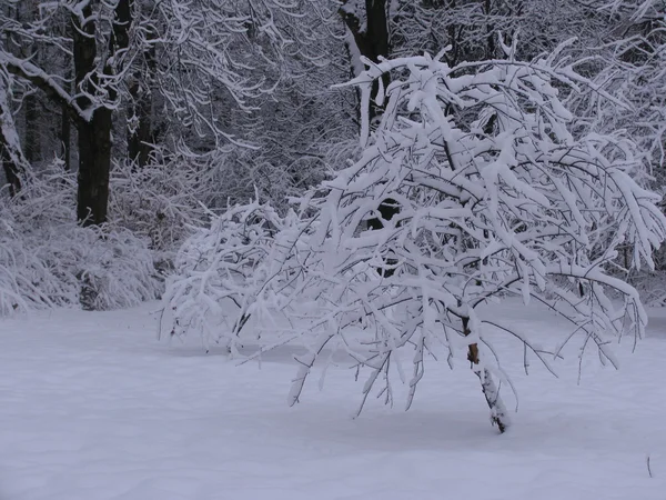 Winter im Park — Stockfoto