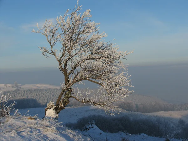 霜花的树 — 图库照片