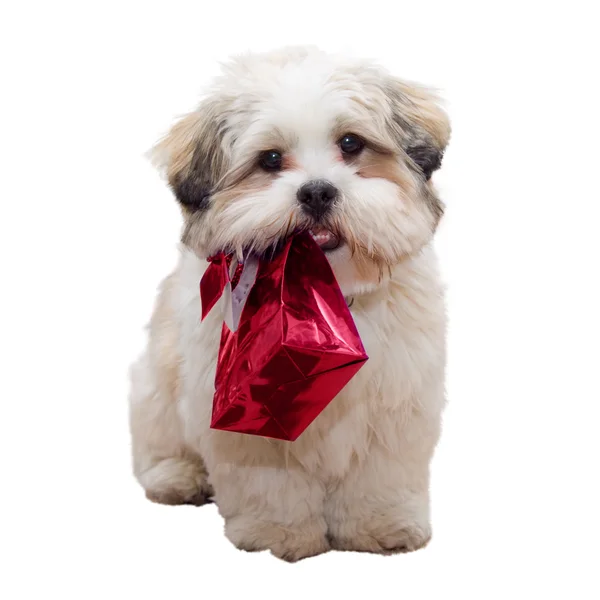 Cachorro Lhasa Apso — Foto de Stock