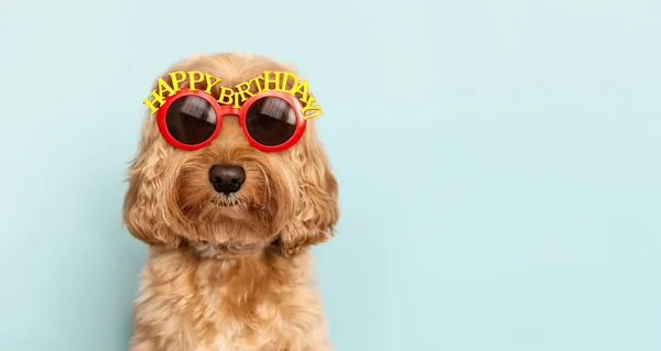 Cão Engraçado Celebrando Com Óculos Sol Aniversário Feliz — Fotografia de Stock