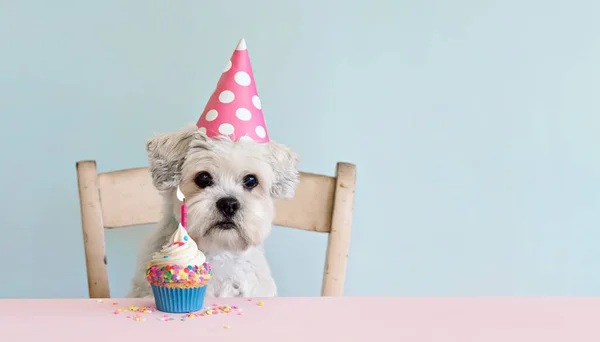 Cão Branco Bonito Comemorando Com Cupcake Aniversário Vela Aniversário — Fotografia de Stock