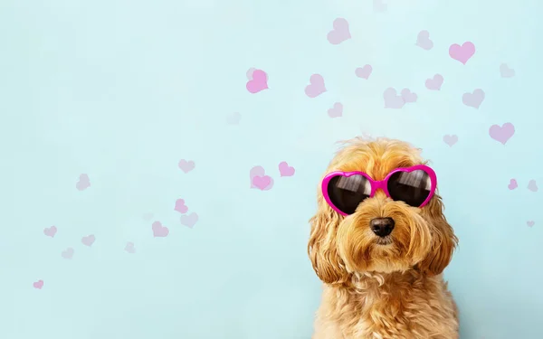 Cute Dog Celebrating Valentines Day Wearing Pink Heart Shaped Valentines — Stock Fotó