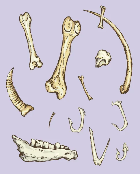 Serie van vectorillustraties van archeologische vondsten. dierlijke b — Stockvector