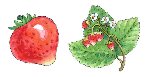 Akwarela malarstwo jest zbiorem owoców: truskawki — Zdjęcie stockowe