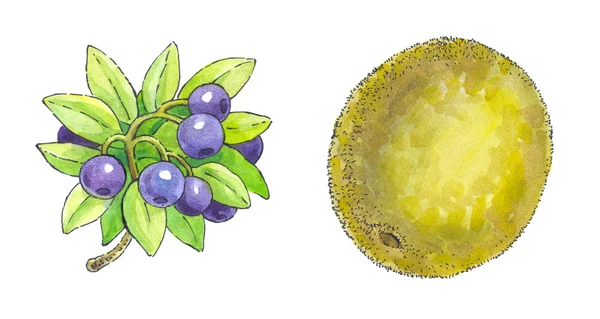 Pintura a aquarela de grupo de fruto: mirtilos e quivi — Fotografia de Stock