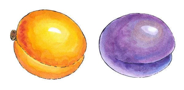 Watercolor painting of a set of fruit: apricot and plum — Stock Photo, Image