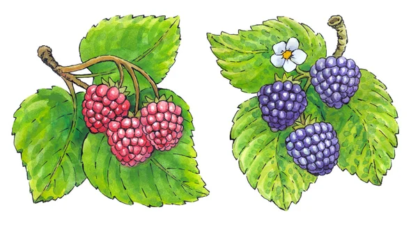 Pintura en acuarela de un conjunto de frutas: fresas y blackber — Foto de Stock