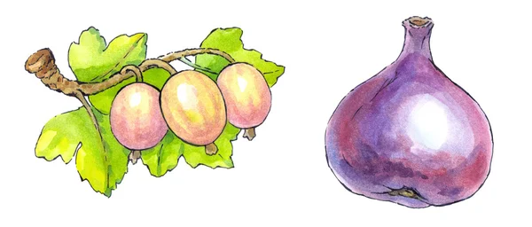 Watercolor painting of a set of fruit: figs and gooseberries — Stock Photo, Image