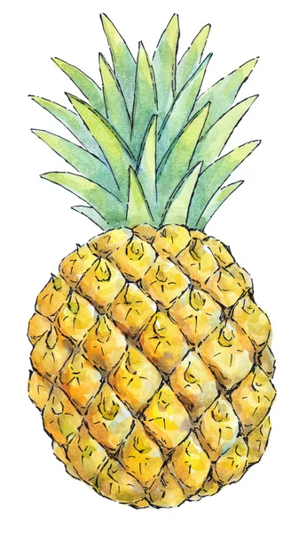 Akwarela malarstwo jest zbiorem owoce: ananas — Zdjęcie stockowe