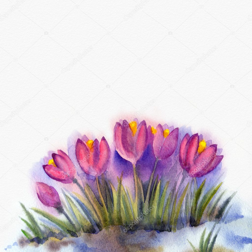 Watercolor background of early spring flowers. Crocus