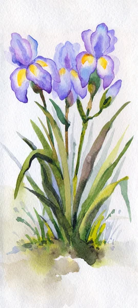 Paysage aquarelle. Iris violets luxuriants dans le parc — Photo