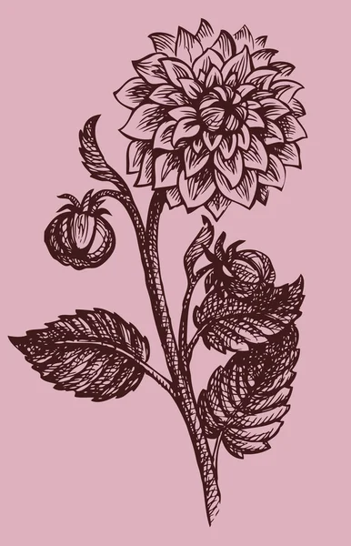 Dessin vectoriel branches dahlias — Image vectorielle