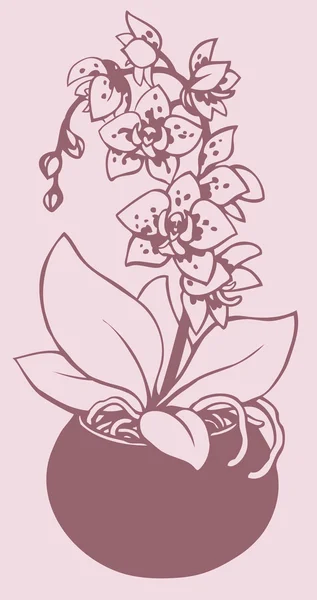 Dibujo del esquema vectorial. Rama floreciente de orquídea manchada en va — Vector de stock