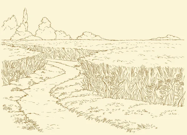Paysage estival vectoriel. Chemin à travers les champs de blé — Image vectorielle