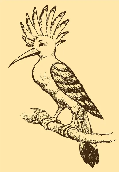 ベクトル図面スケッチのシリーズの「鳥」。ヤツガシラ — ストックベクタ