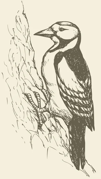 Dessin vectoriel d'une série de croquis "Oiseaux". Pic des bois — Image vectorielle