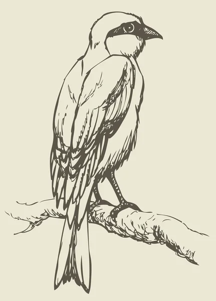 Dibujo vectorial de una serie "Aves". Lanius, típico chillido — Vector de stock