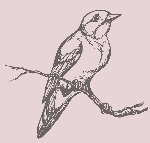 Dibujo vectorial de una serie de bocetos "Aves". Captador de moscas — Archivo Imágenes Vectoriales