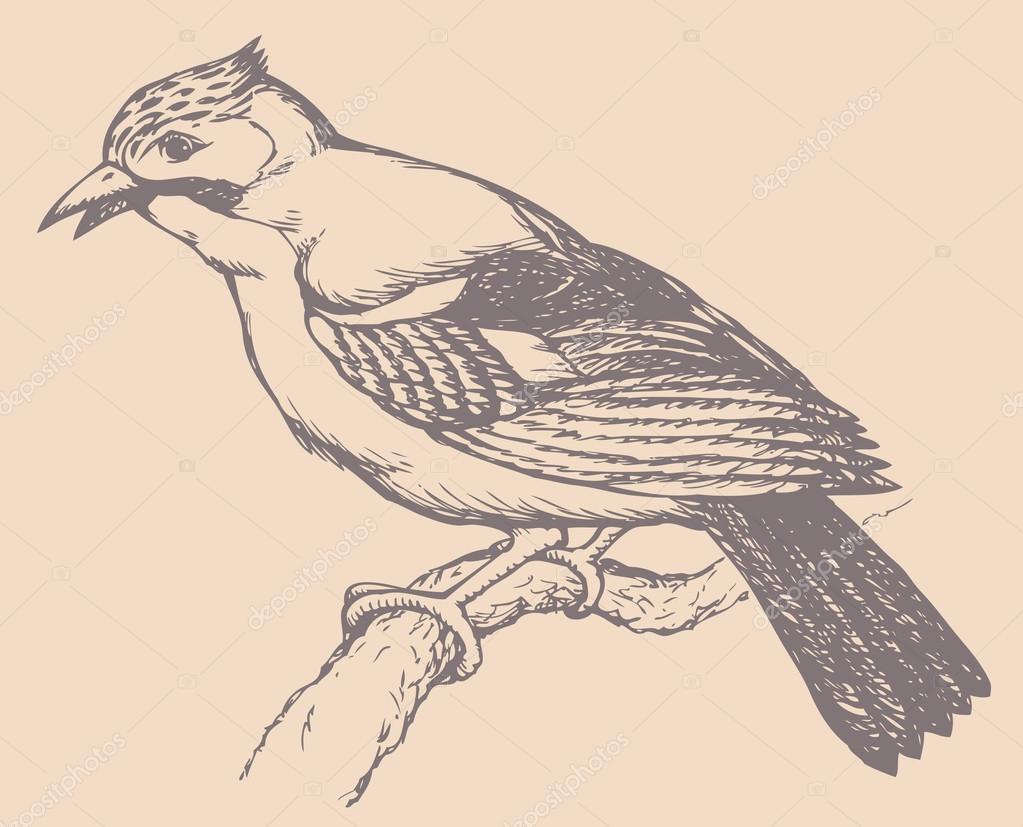 Vecteur De Dessin Dune Série Oiseaux Geai Ou Geai Bleu