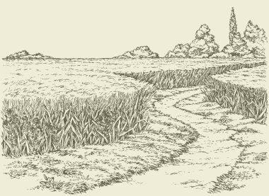 Vector summer landscape. A dirt path through fields of wheat clipart