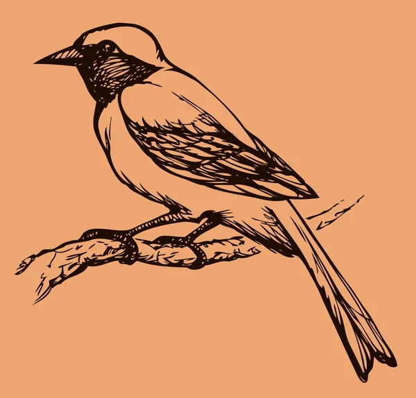 Desenho vetorial de uma série de esboços "Birds". Redstart —  Vetores de Stock