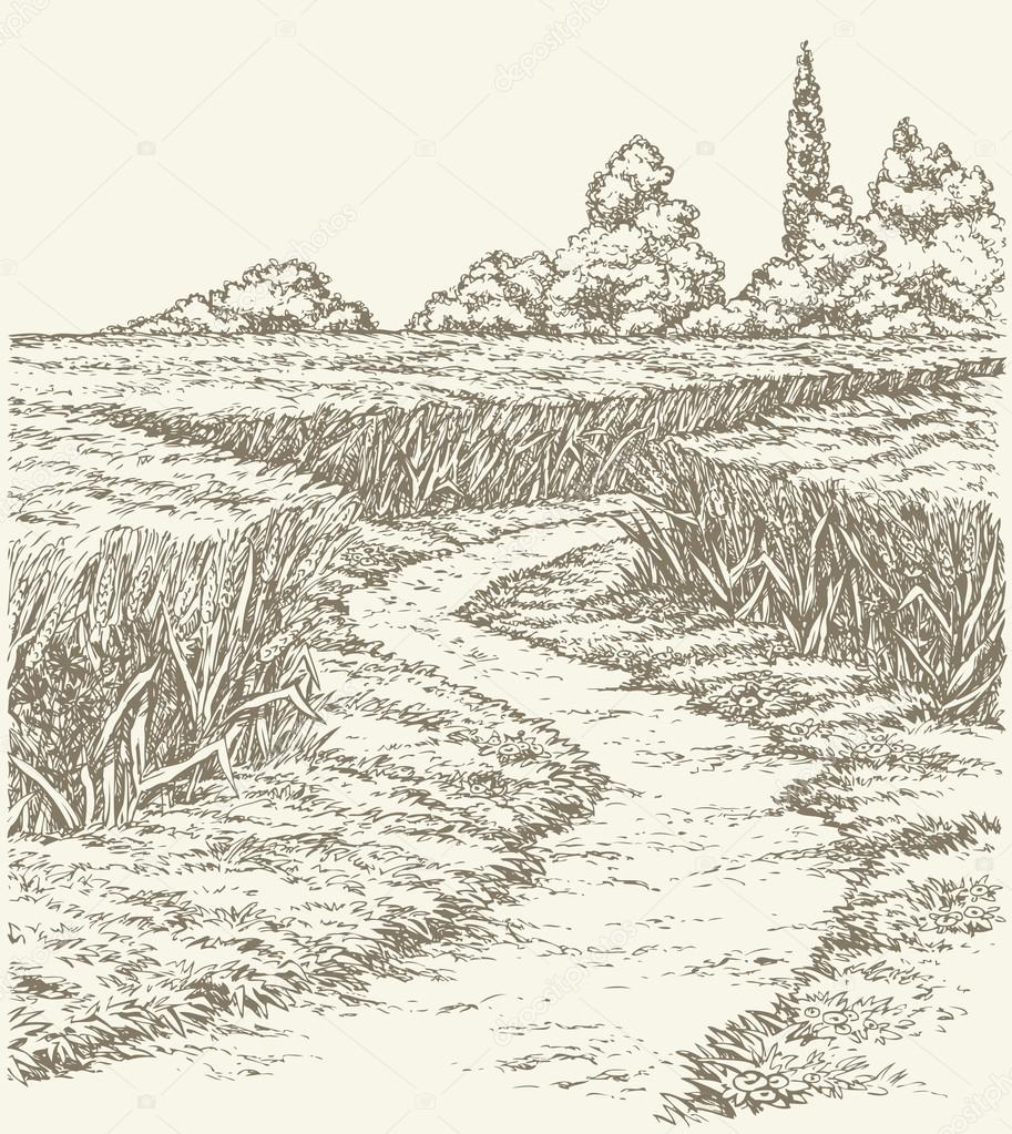 Vector summer landscape. Dirt path through fields of wheat