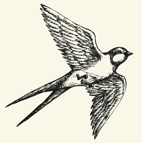 Dessin vectoriel d'une série de croquis "Oiseaux". Avaler — Image vectorielle