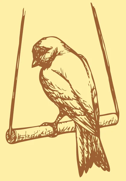 Disegno vettoriale di una serie di schizzi "Uccelli". Canarie domestiche — Vettoriale Stock