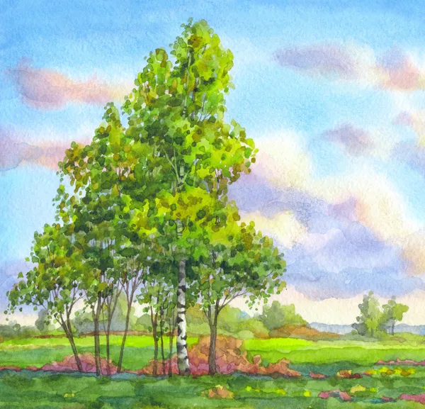 Watercolor landscape. Trees in the evening field — Stock Photo, Image