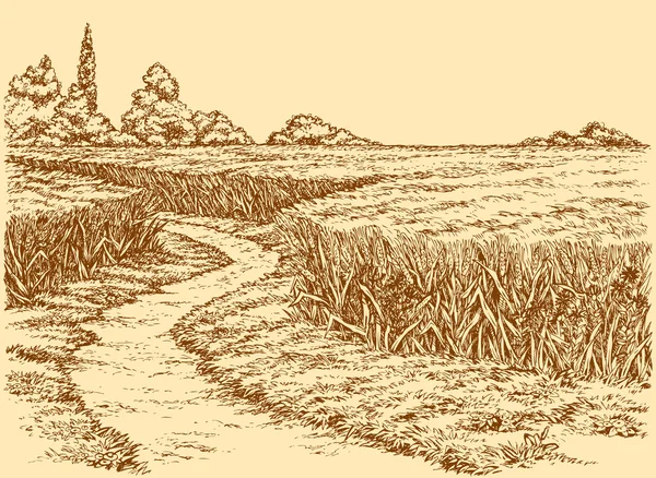 Paysage estival vectoriel. Chemin de terre à travers les champs de blé — Image vectorielle