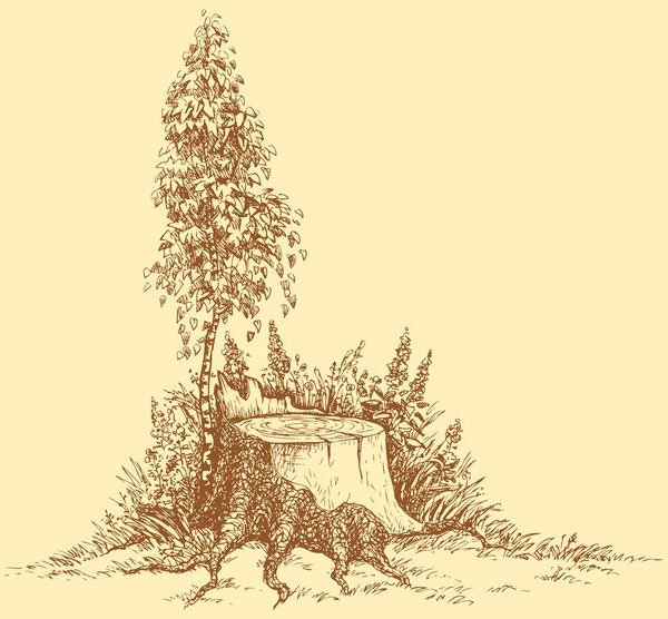 Vector landscape. Young birch near old stump