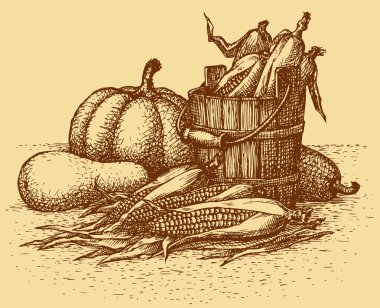 vektör natürmort. mısır koçanı, kabak ve squashes hasat