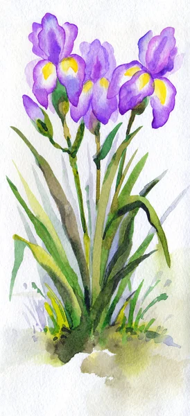 Paysage aquarelle. Iris violets luxuriants dans le parc — Photo