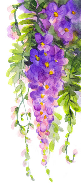 Watercolor painting. Violet wisteria