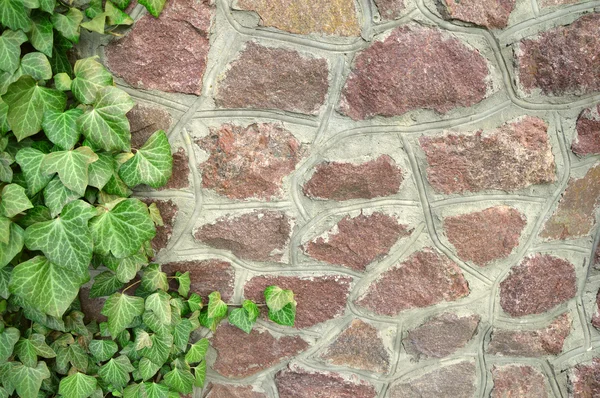 Grüne Efeuzweige kräuseln sich an Steinmauer — Stockfoto