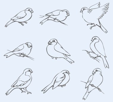 Vector outline image. Set of tits and bullfinches clipart