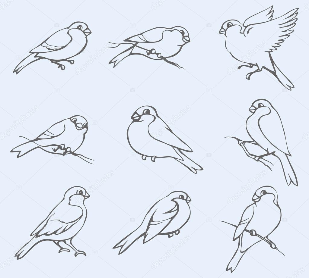 Vector outline image. Set of tits and bullfinches