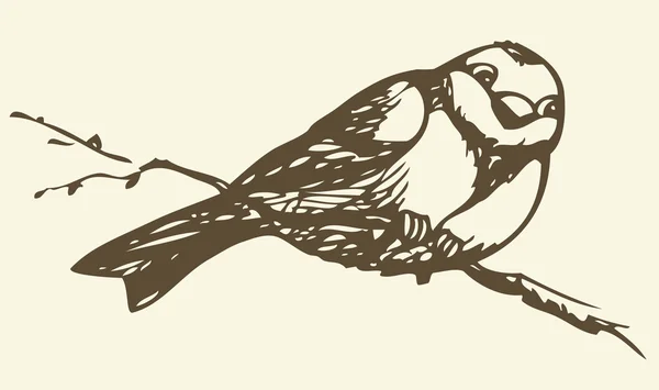 Dibujo vectorial. Pequeño titmouse en una rama — Archivo Imágenes Vectoriales